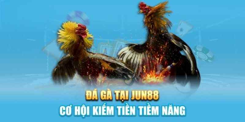 Cửa cược đá gà Thái Lan và tỷ lệ ăn chuẩn xác nhất