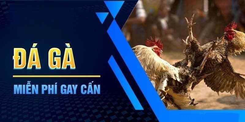 Phân định thắng thua cực kỳ công bằng trong đá gà Thái Lan